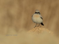 サバクヒタキとシノリガモ