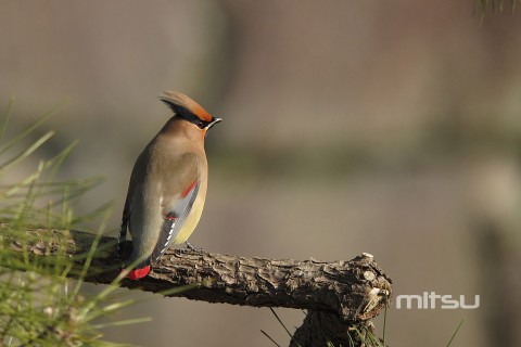 IMG_0532 IMG_0532