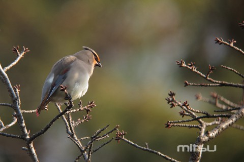 IMG_0788 IMG_0788