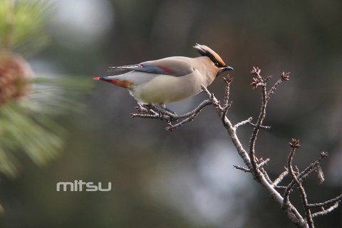 IMG_9065 IMG_9065