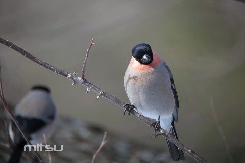 IMG_2000