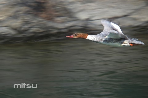 IMG_4202