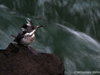 渓流のヤマセミ