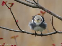 コムクドリ