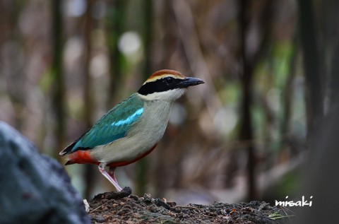 DSC_4720