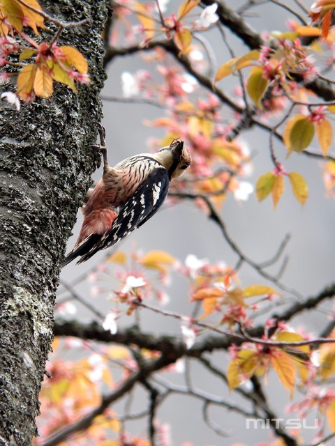 オオアカゲラIMG_1784