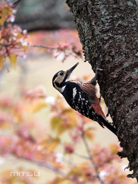 オオアカゲラIMG_2492