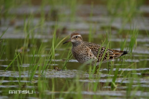 ウズラシギIMG_2864