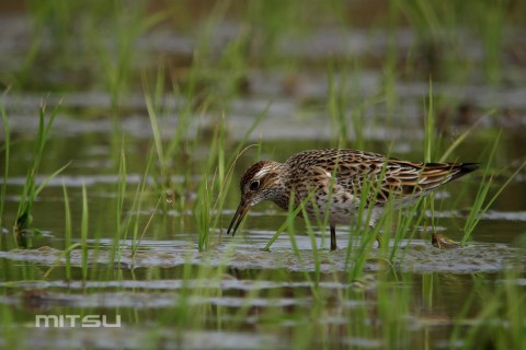 ウズラシギIMG_2869