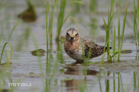 トウネンIMG_3272