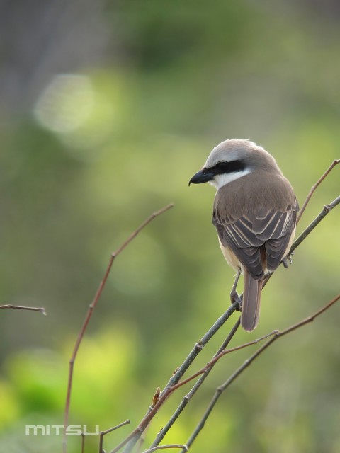 シマアカモズIMG_3984.jpg