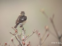 繁殖地のノビタキほか