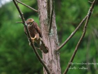 新規開拓地でサシバ