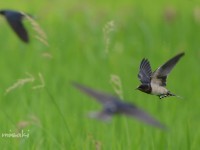 ツバメの飛びもの