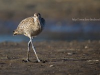 ホウロクシギとアジサシなど