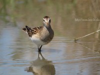 アメリカウズラシギ幼鳥