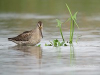 シギ・チドリで賑わう休耕田