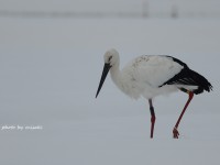 コウノトリ