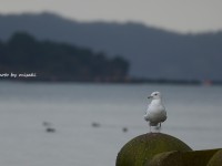 シロカモメなど