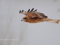 近くを飛ぶトビ