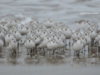 曇天下のミユビシギの群れ