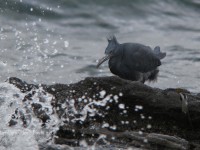 クロサギ