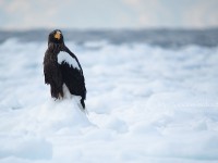 氷上のオオワシ