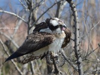 農耕地の鳥
