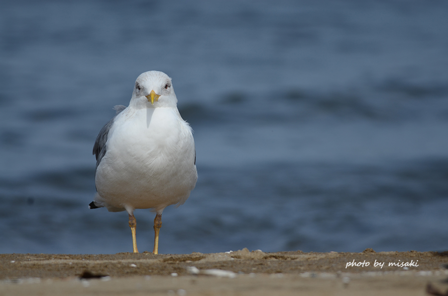 カモメ Love Birds Net