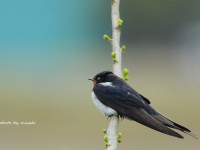 干拓地の鳥