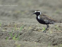 初夏の田園