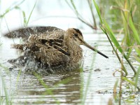 オオジシギ幼鳥の水浴び