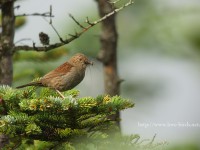 繁殖地でのカヤクグリ
