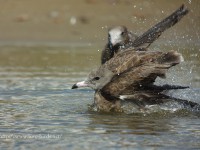 ウミネコ幼鳥の水浴び