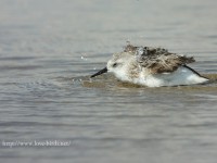 ミユビシギの水浴びなど