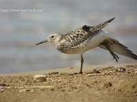 オバシギ幼鳥