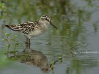 水田のキリアイ幼鳥