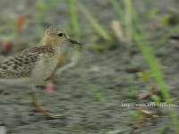 コモンシギ幼鳥