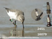 海岸の鳥とフラッグ付ハマシギほか