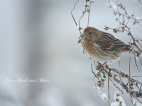 雪の中のオオマシコ