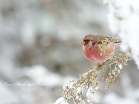 雪の中のベニマシコ