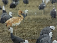 ソデグロヅル幼鳥