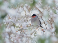 雪の中のウソ