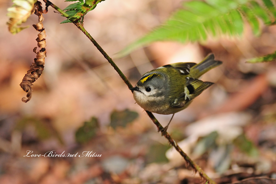 キクイタダキ Love Birds Net