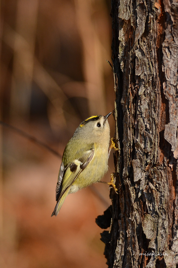 キクイタダキ Love Birds Net