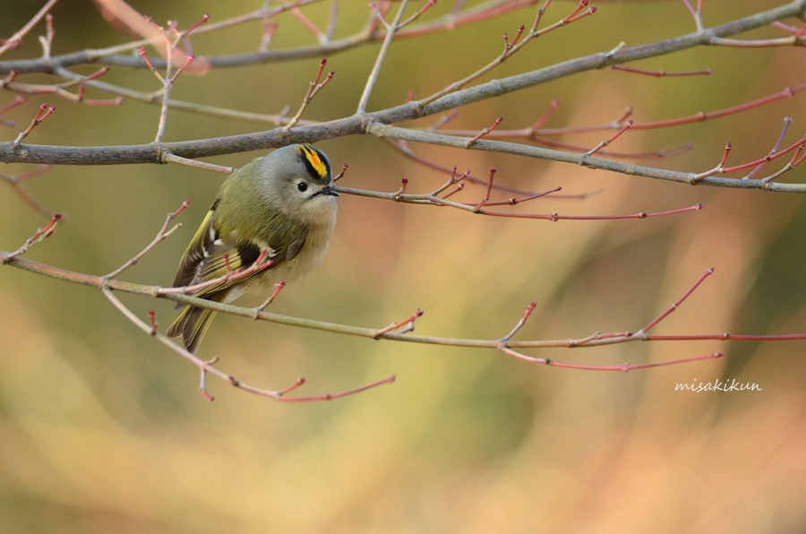 キクイタダキ Love Birds Net