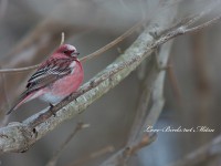 雪山の鳥