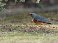 カラアカハラ成鳥雄