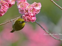 春の梅林にて