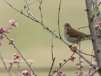 春の冬鳥